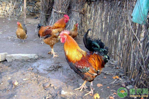 农村散养鸡活动的地方总是光秃秃的，为什么？